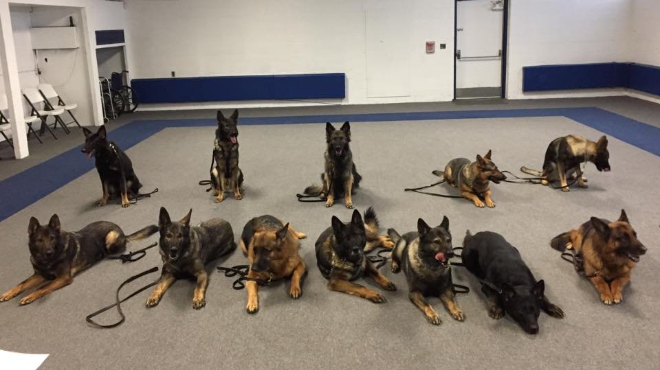 Working Dog Demonstration 10