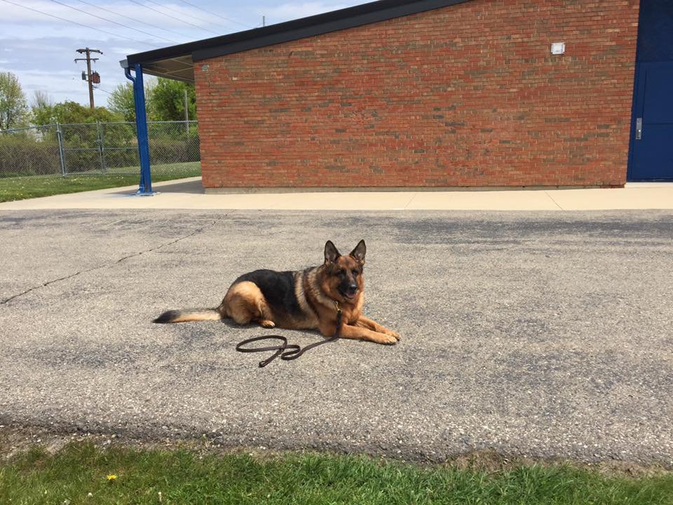 Law Enforcement K9 Demonstration 2