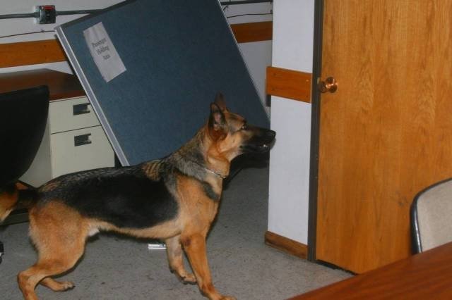 Building Search Operation